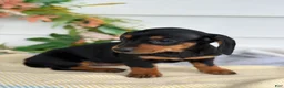 Miniature Dachshund dogs for sale: Janie - Ad 10