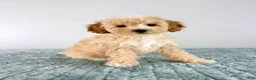 Cavapoo dogs for sale: Pudding - Ad 5