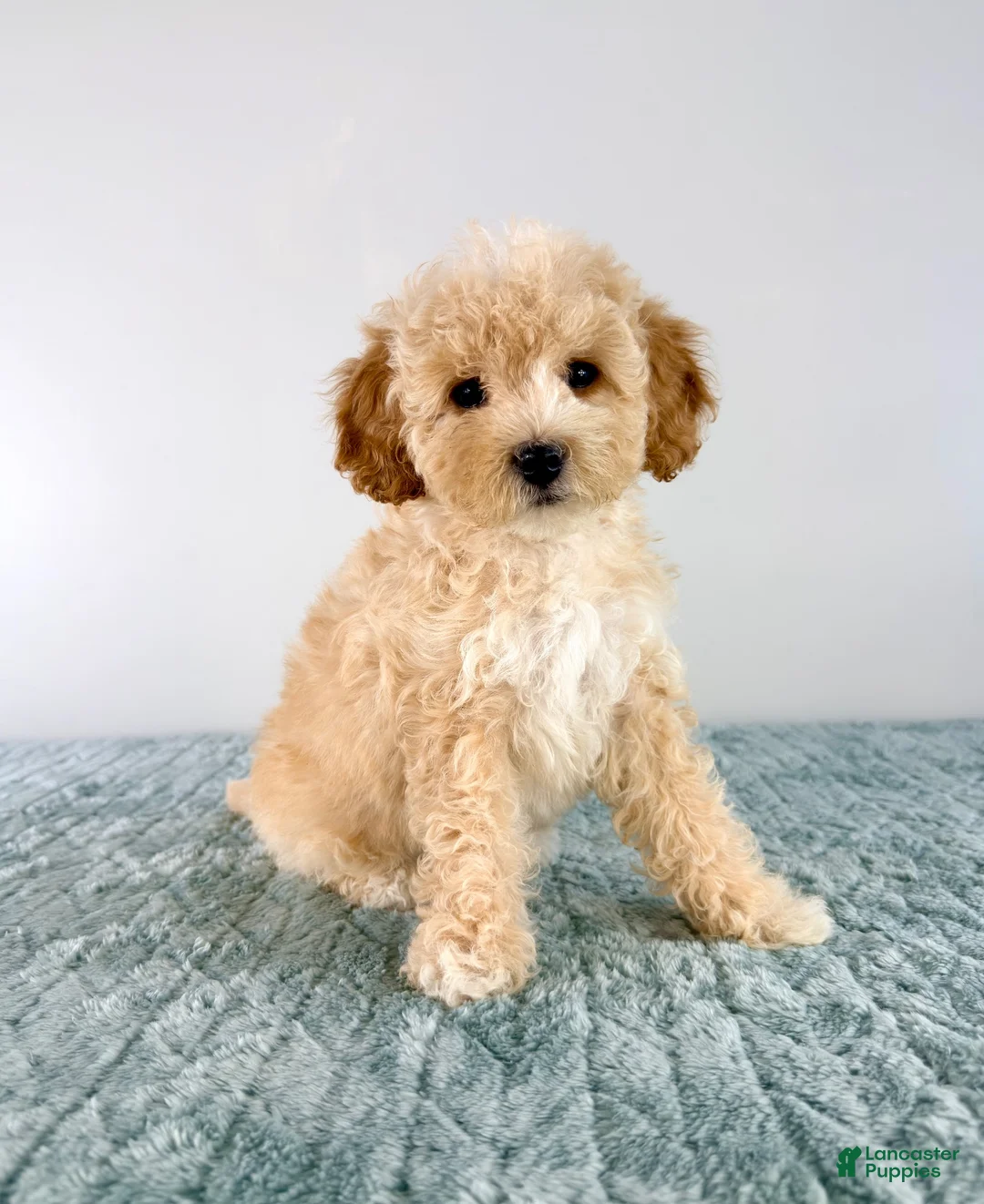 Cavapoo dogs for sale: Pudding - Ad 5