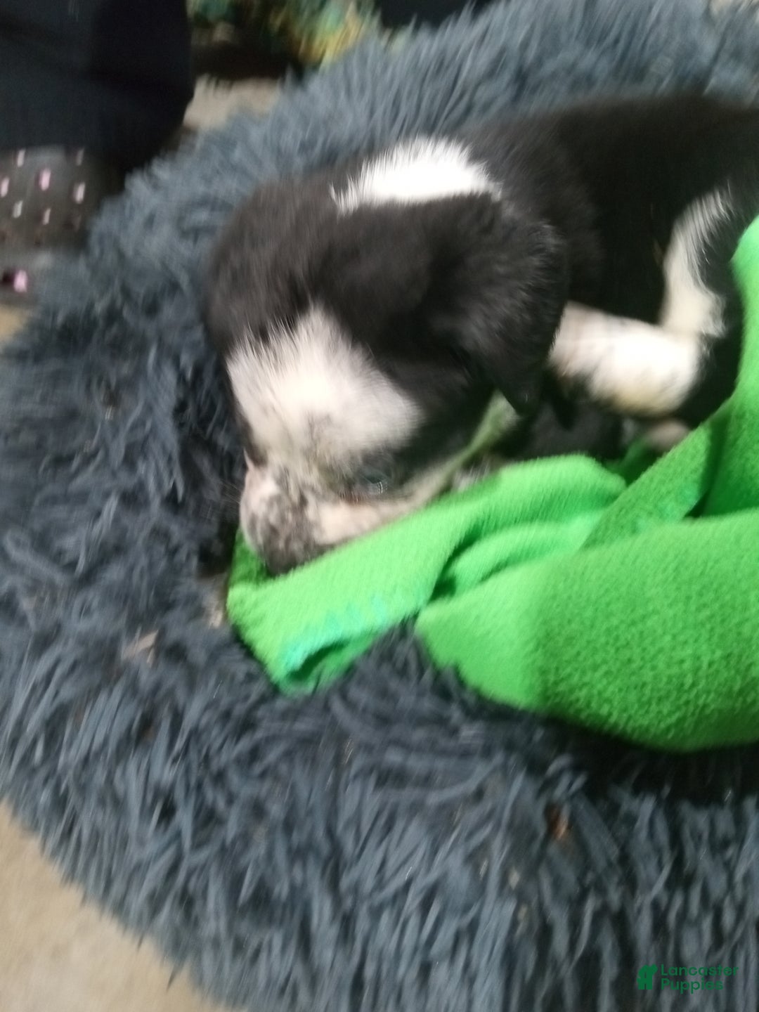 Mixed Breed dogs for sale: Nemo - Ad 2