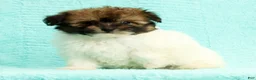 Pomapoo dogs for sale: Gibson - Ad 4