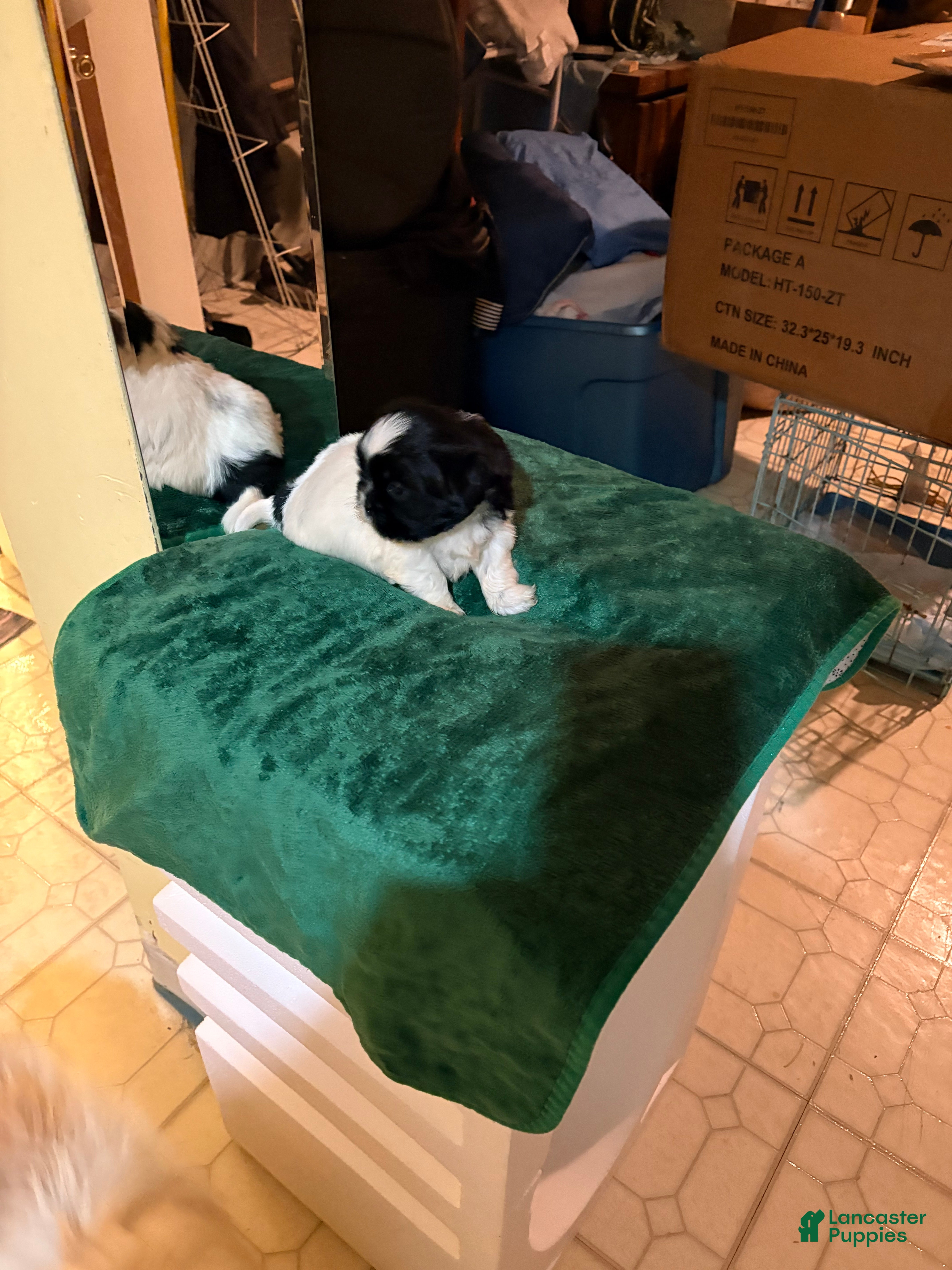 Shih Tzu dogs Shih Tzu Puppy 2 - Ad 28