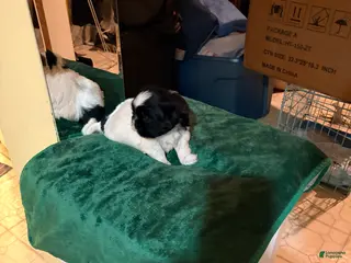Shih Tzu dogs Shih Tzu Puppy 2 - Ad 7
