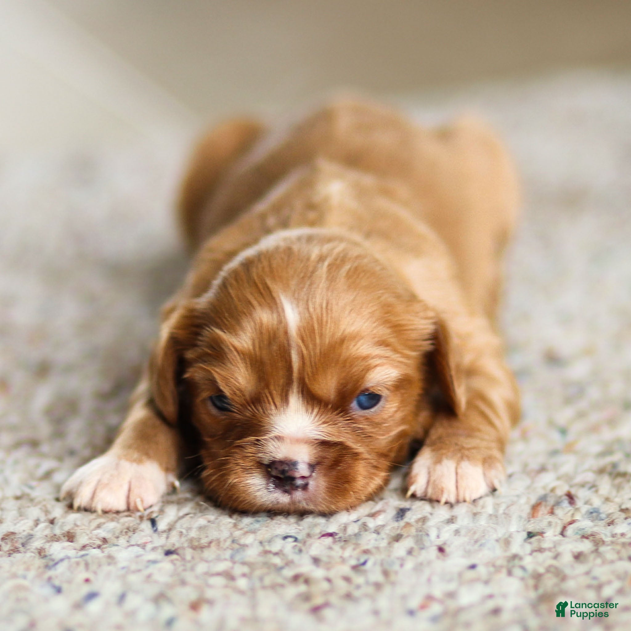 Cavalier King Charles Spaniel dogs Twinkle Cavalier King Charles Spaniel Puppy  - Ad 2