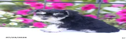 Miniature Schnauzer dogs for sale: Carrie - Ad 4