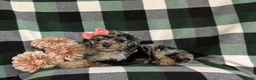 Mini Bernedoodle dogs for sale: Sadie Hypoallergenic - Ad 4