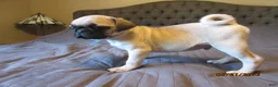 Pug dogs for sale: Pug Puppy 1 - Ad 7