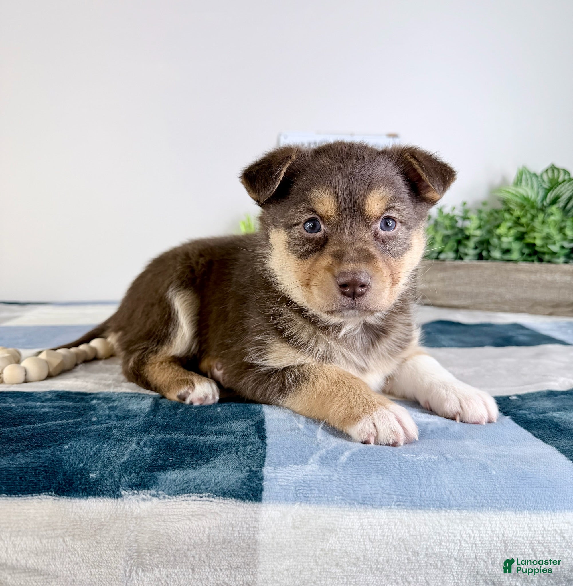 Mixed Breed dogs Paige  - Ad 10