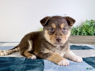 Mixed Breed dogs Paige - Ad 30