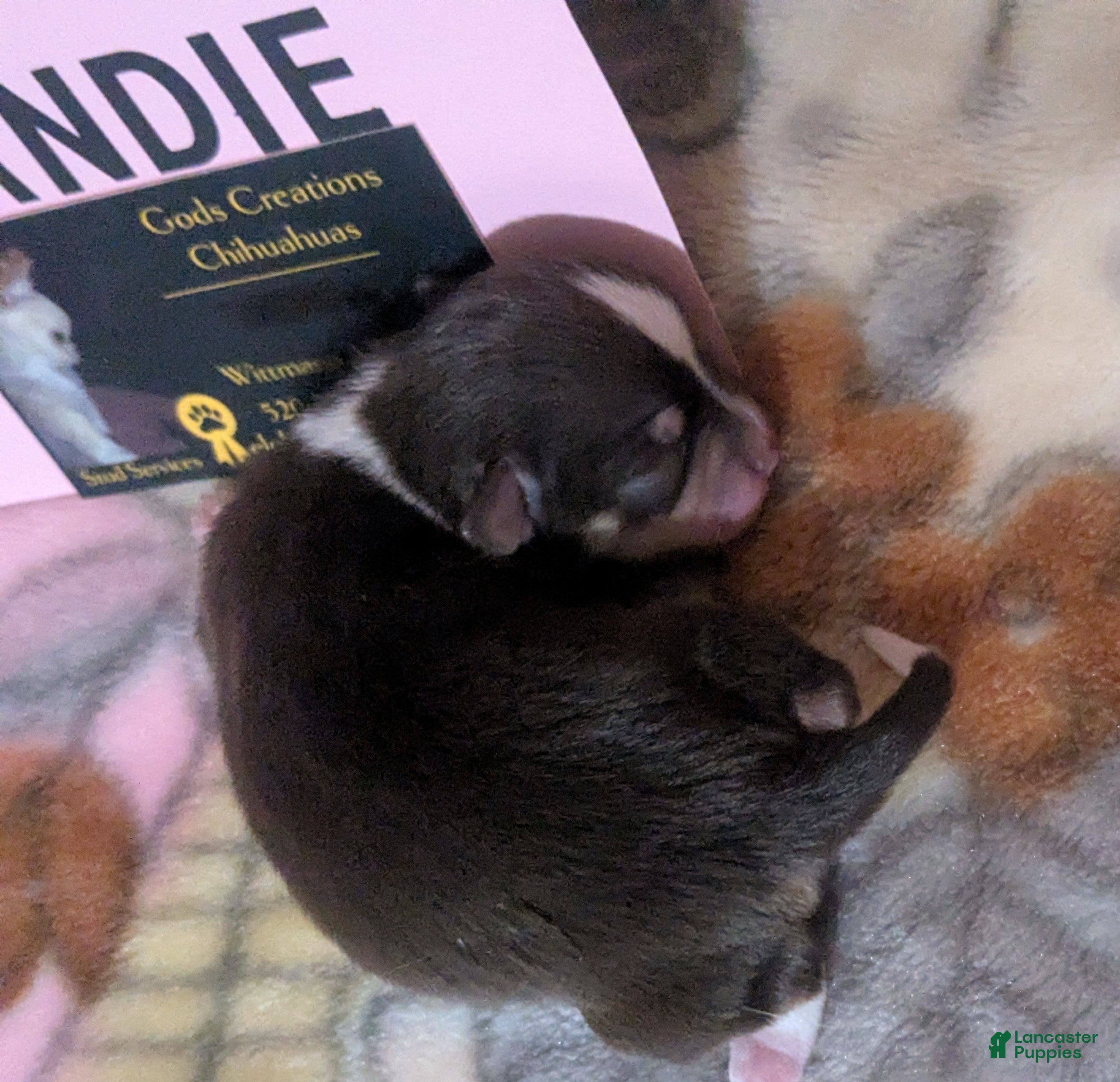 Chihuahua dogs for sale: Candie  - Ad 3