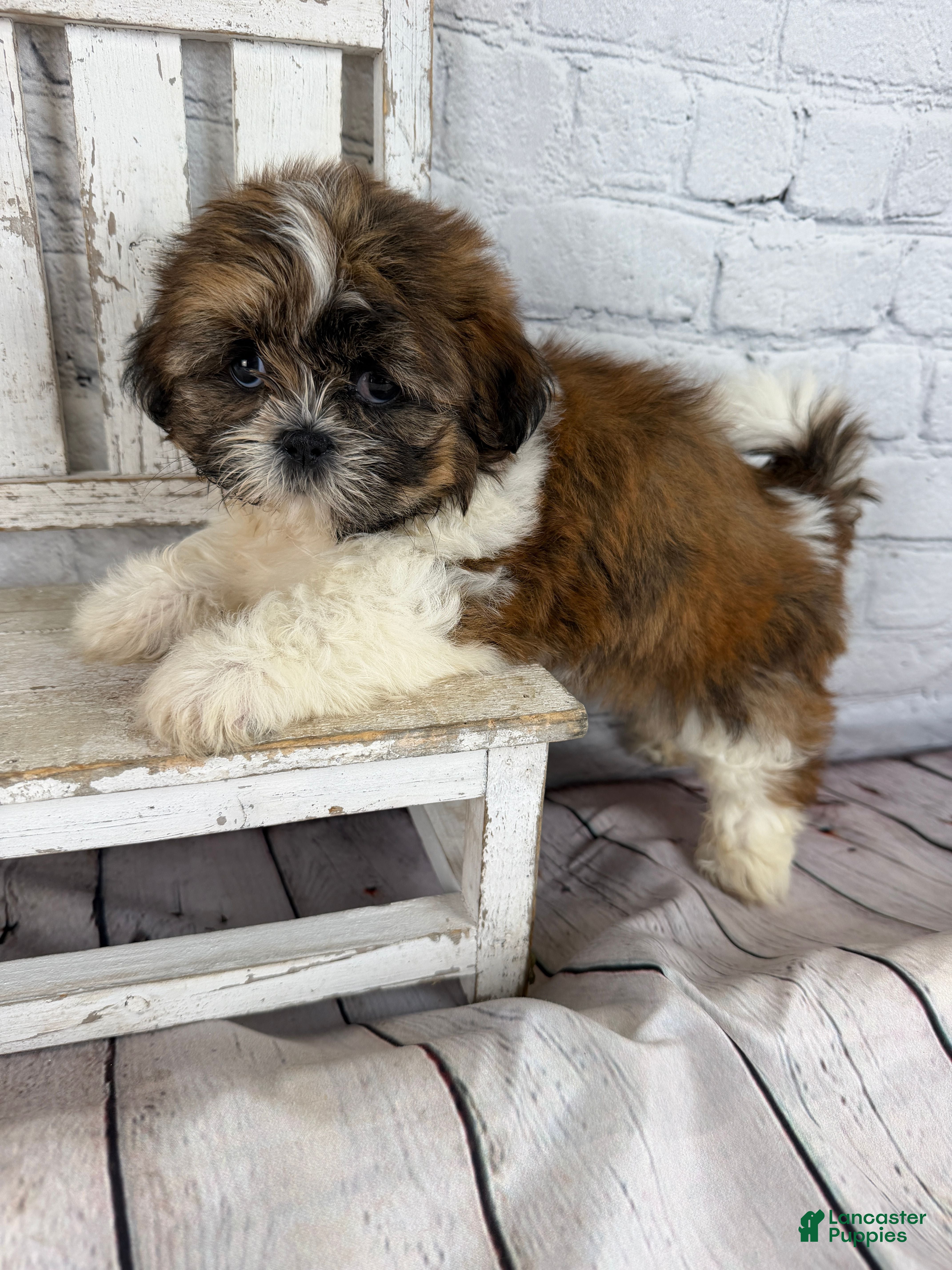 Shih Tzu dogs Clarice - Ad 2