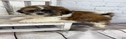 Shih Tzu dogs for sale: Clarice - Ad 2