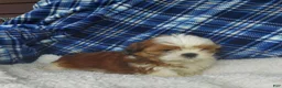Shih Tzu dogs for sale: Harry - Ad 5