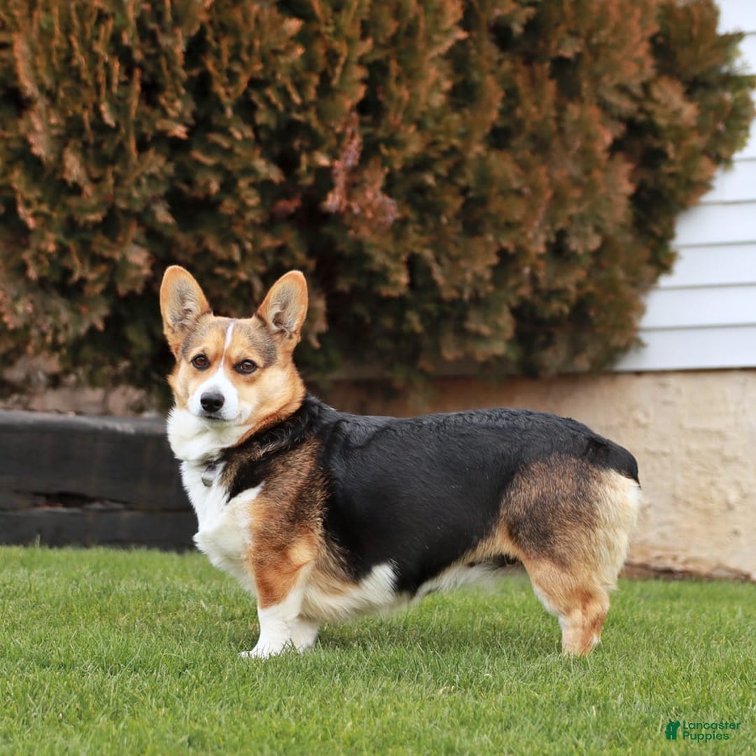 Gallery Image {{count}}