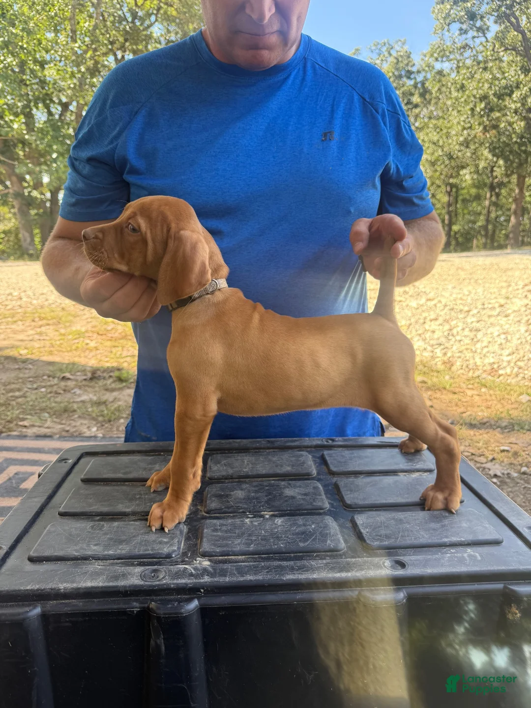 Vizsla dogs for sale: Gray - Ad 1