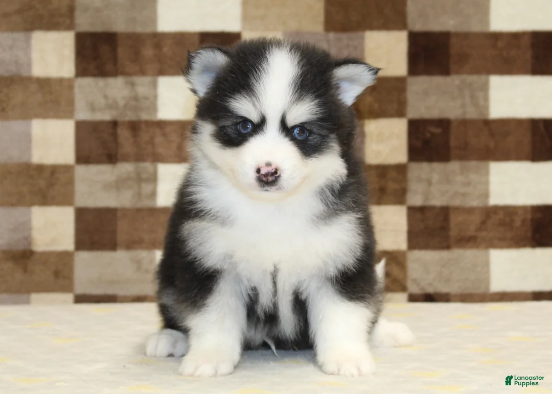 Pomsky dogs for sale: Bandit - Ad 15