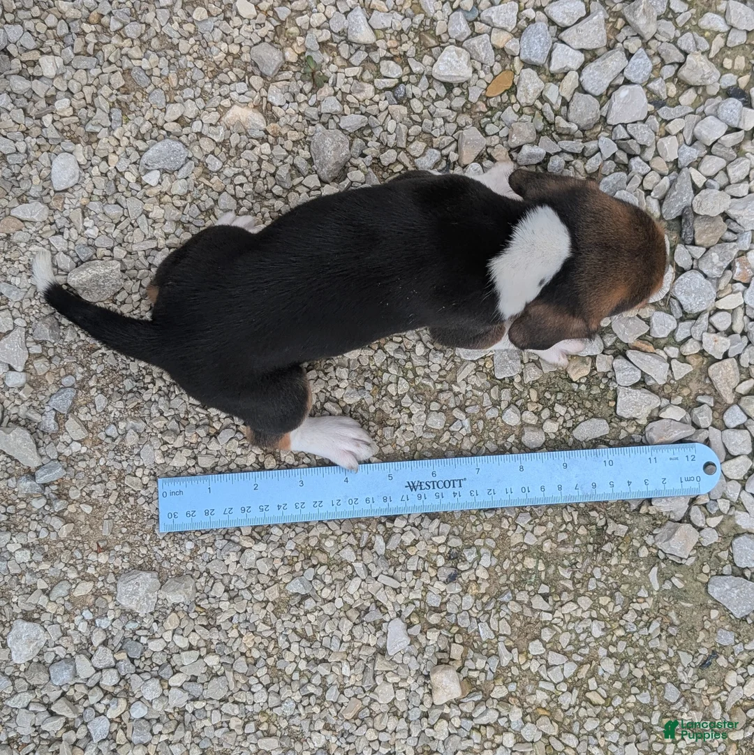Beagle dogs for sale: Eggs - Ad 8