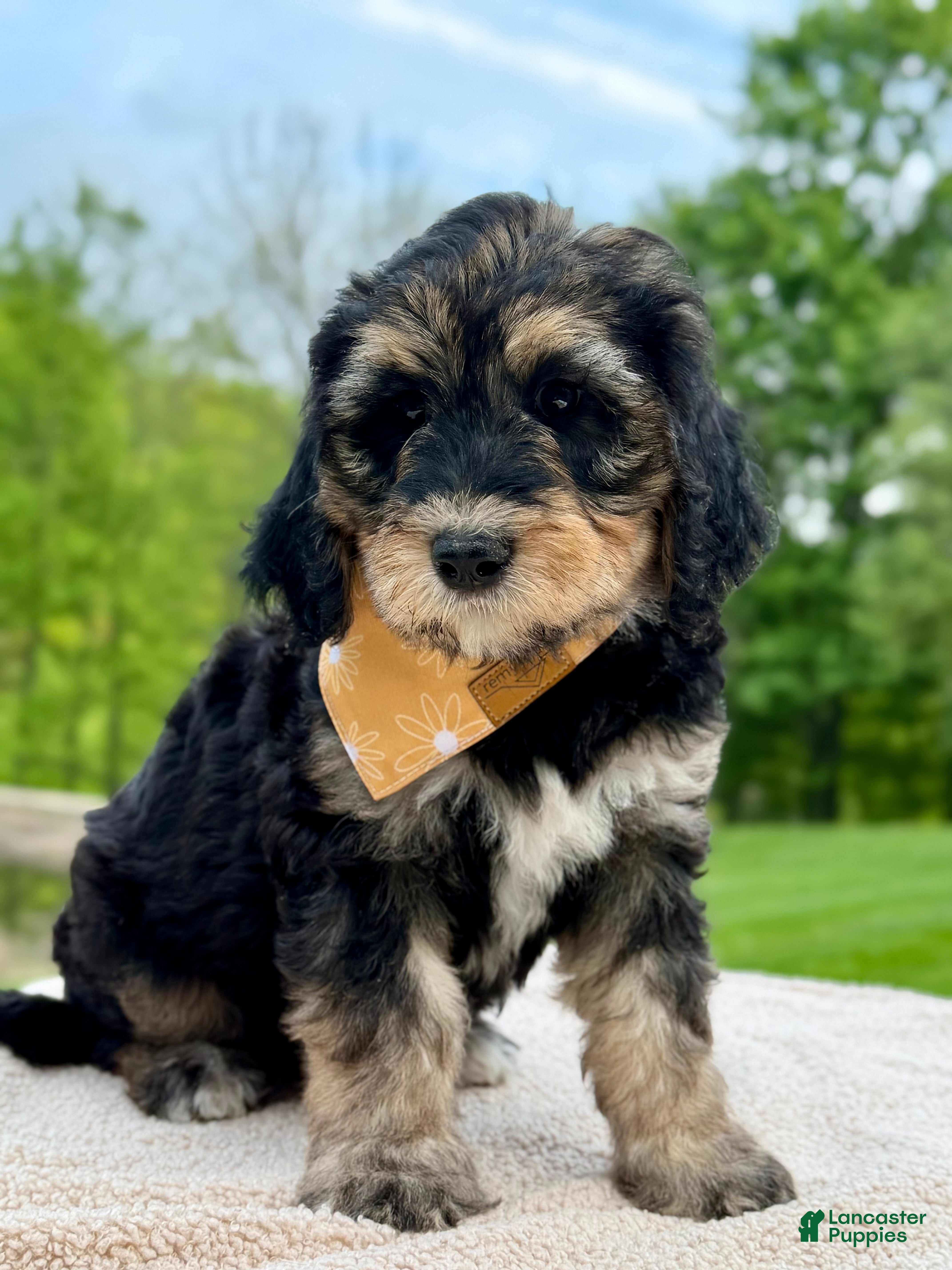 Goldendoodle dogs Everest  - Ad 2