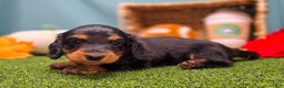 Dachshund dogs for sale: Annie - Ad 4