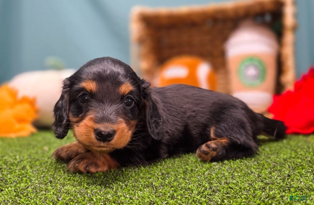 Dachshund dogs for sale: Annie - Ad 4