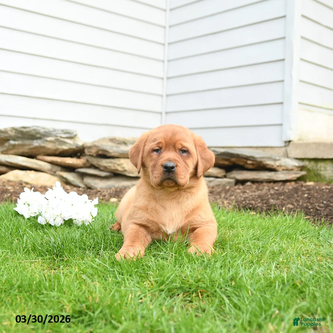 Labrador Retriever dogs for sale: Florence - Ad 3