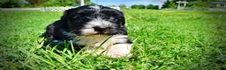 Havapoo dogs for sale: Havapoo Puppy 3 - Ad 15