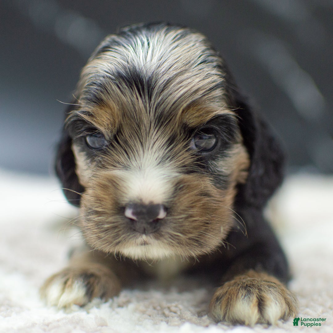 Cocker Spaniel dogs for sale: Vince - Ad 5