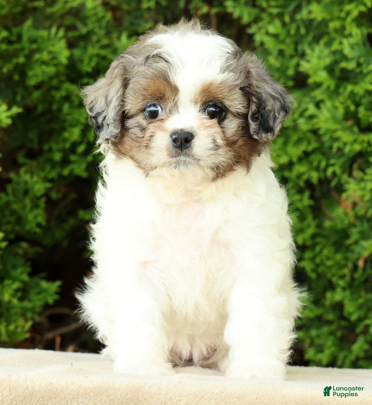 Mixed Breed dogs for sale: Poppy - Ad 1