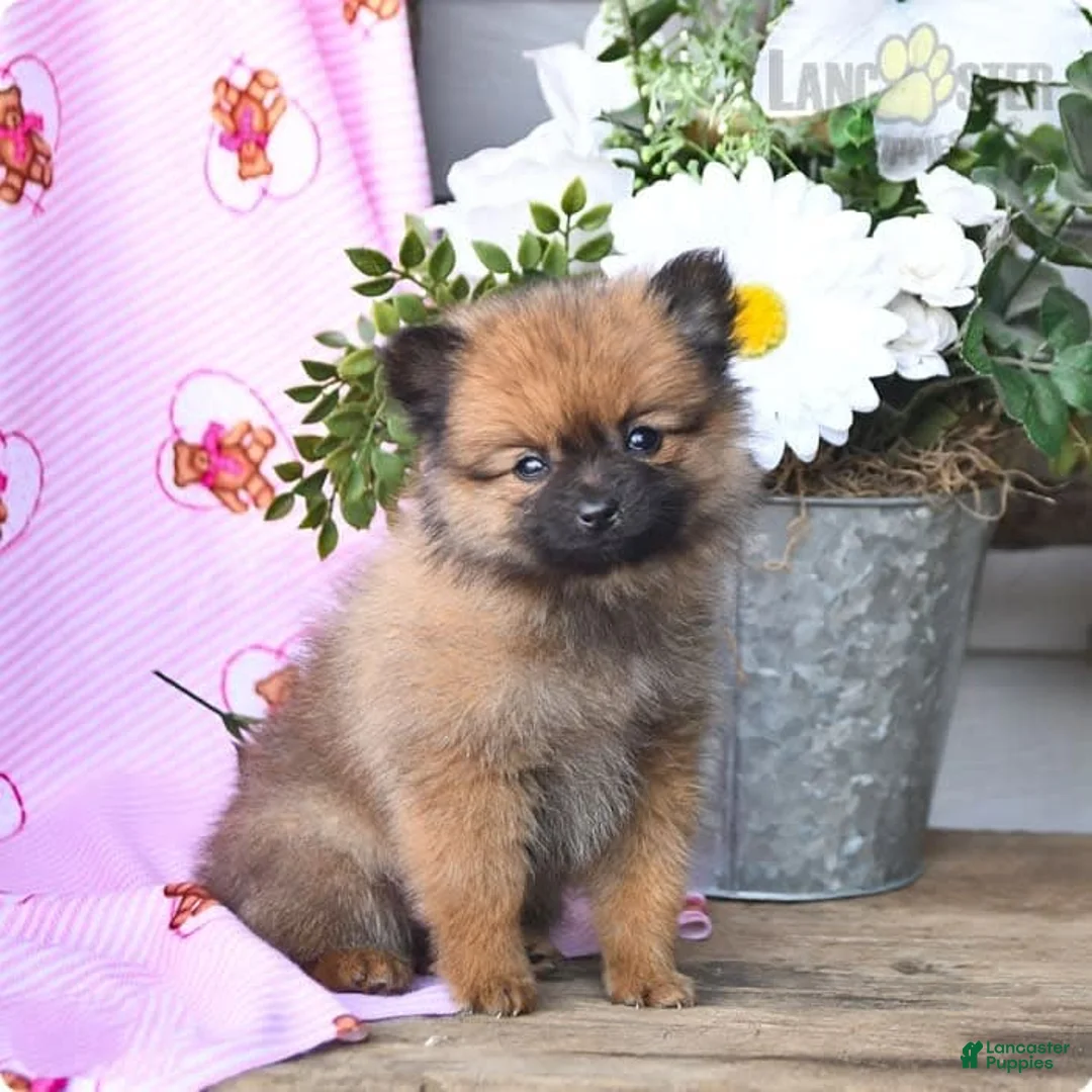 Gallery Image {{count}}