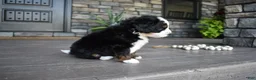 Mini Bernedoodle dogs for sale: Cruz - Ad 11