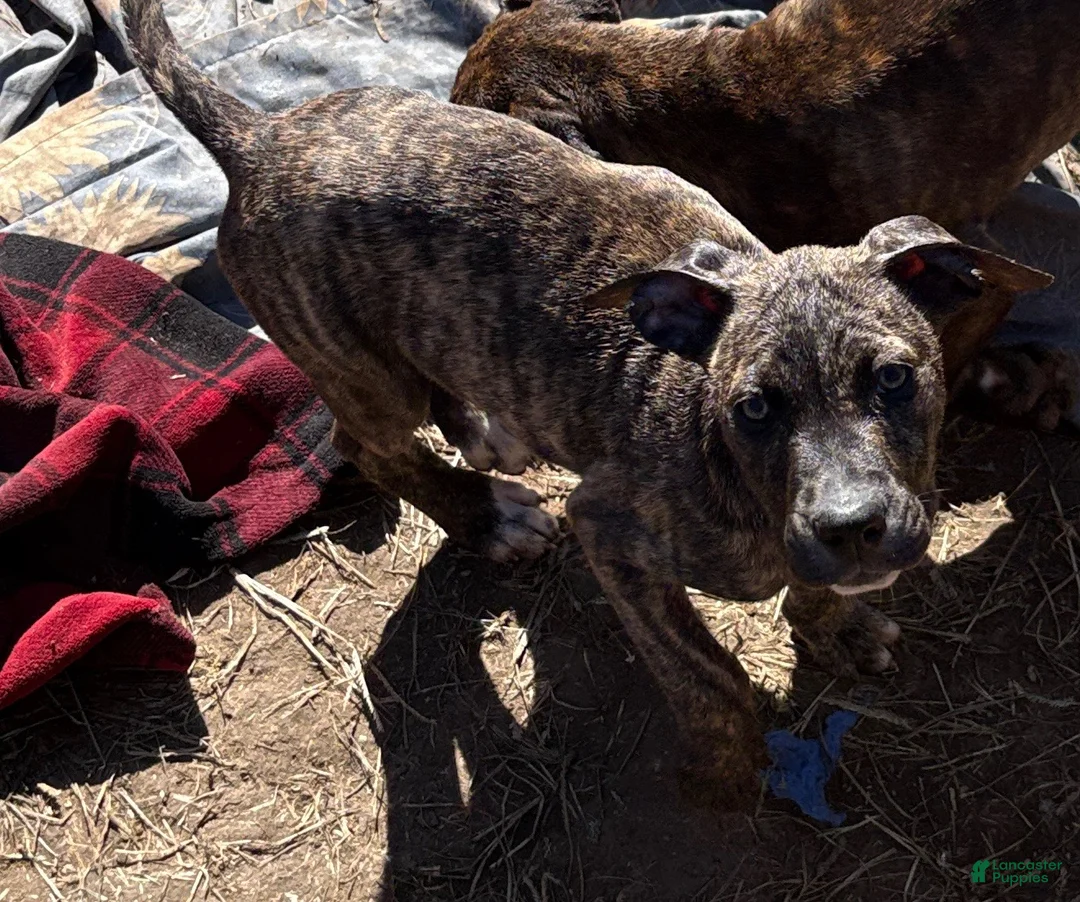 Mixed Breed dogs for sale: Rain - Ad 2