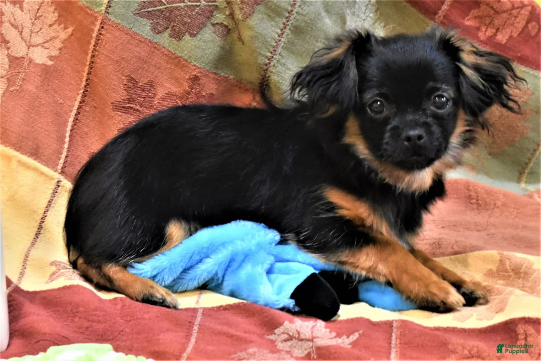 Gallery Image {{count}}