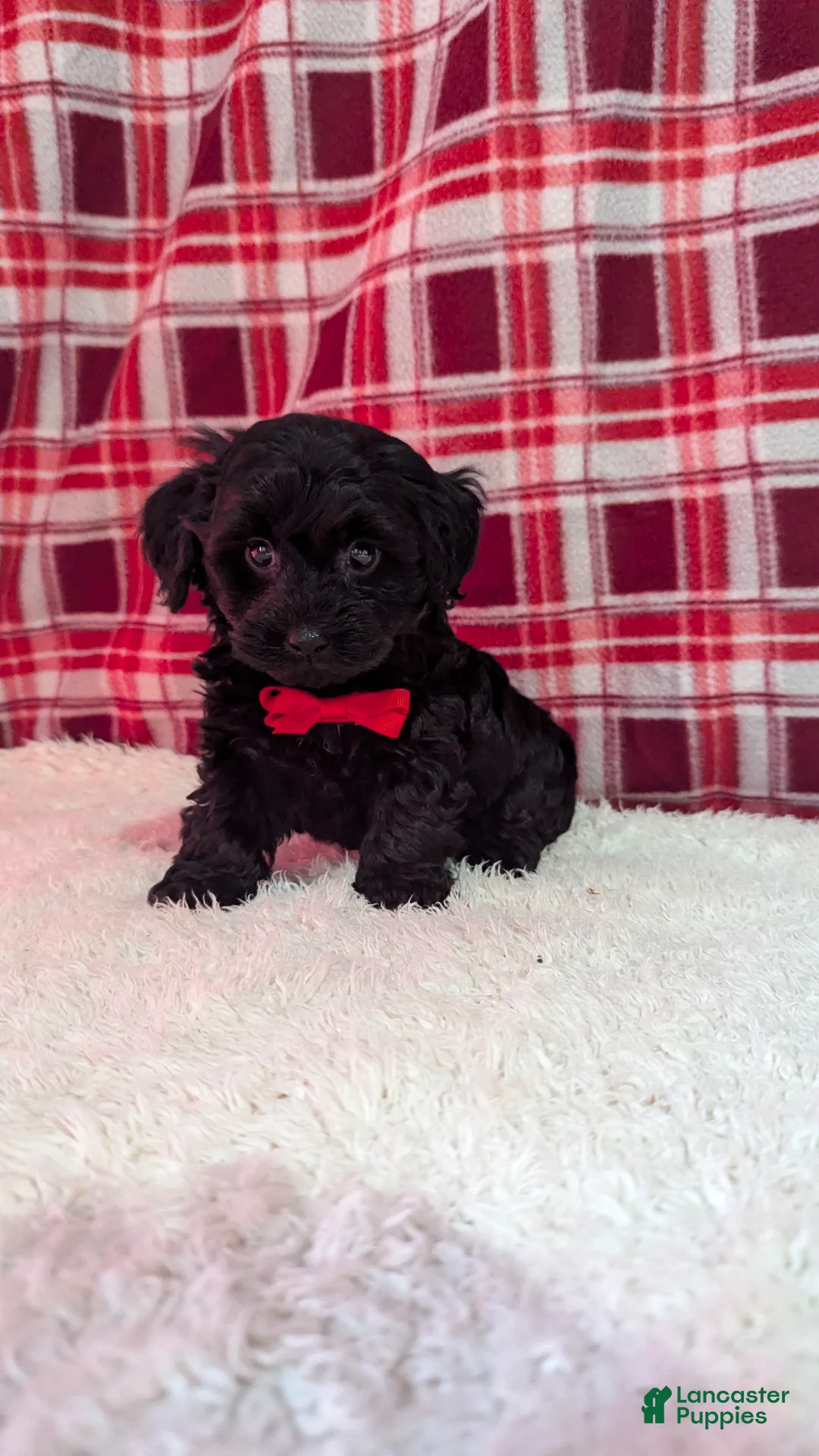 Yorkiepoo dogs for sale: Tyson  - Ad 7