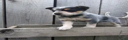 Australian Cattle Dog dogs for sale: Meeker - Ad 2