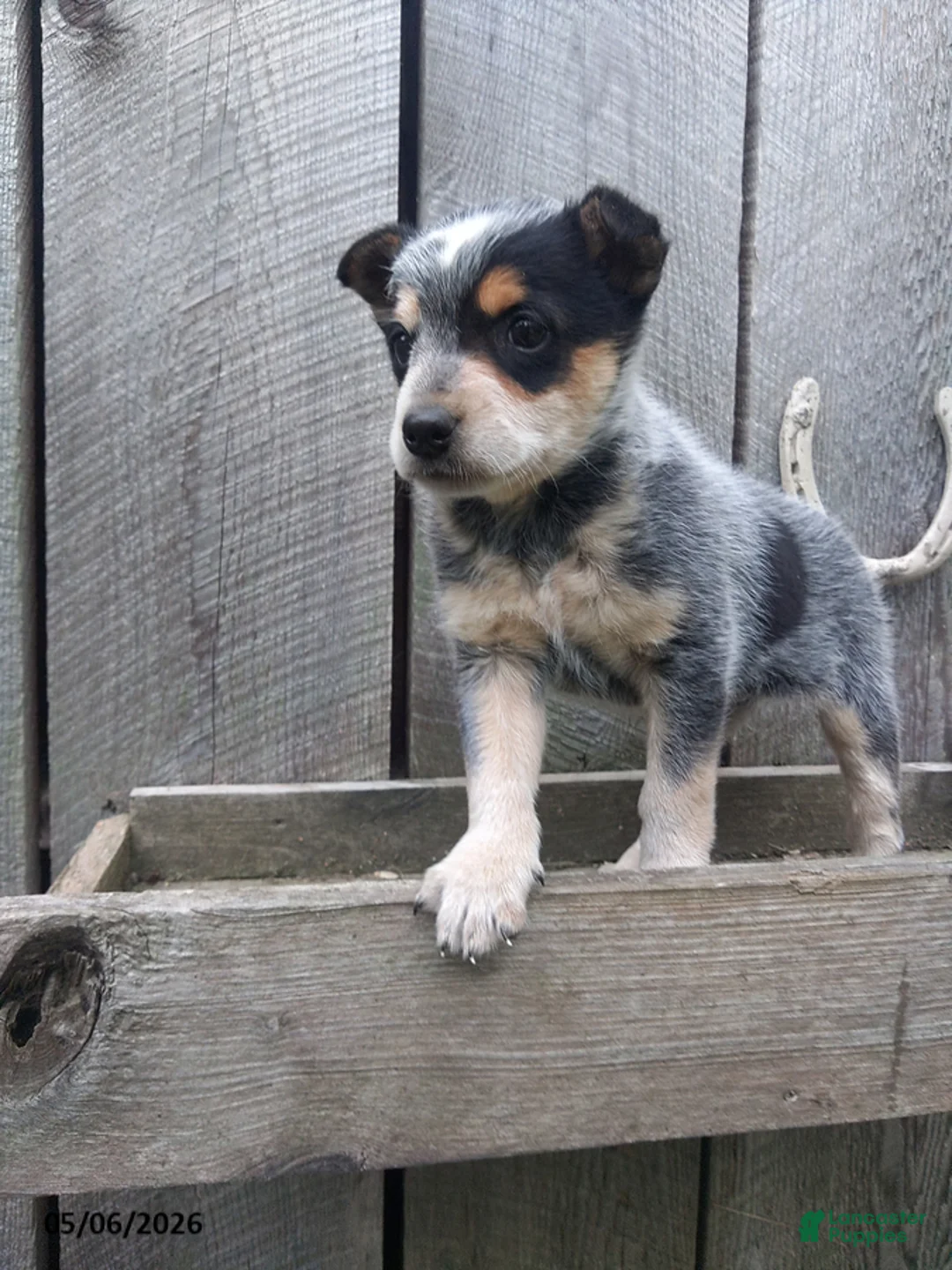 Australian Cattle Dog dogs for sale: Meeker - Ad 2