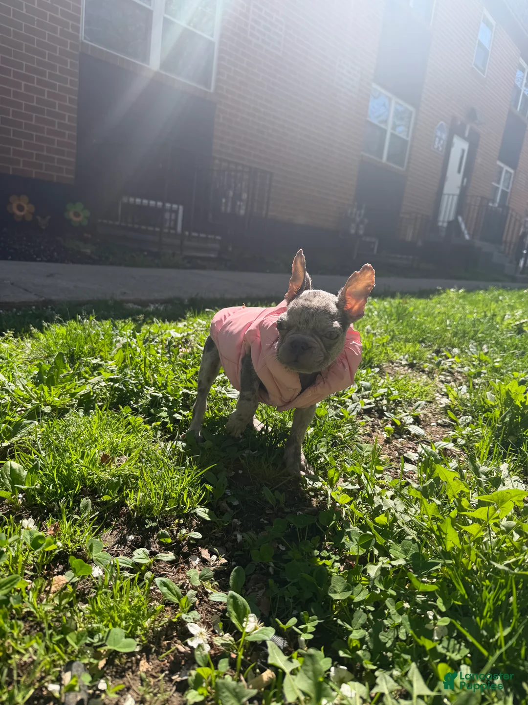 French Bulldog dogs for sale: Stormi - Ad 3
