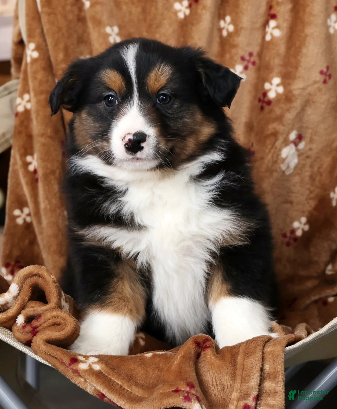 Australian Shepherd dogs for sale: Jared - Ad 6