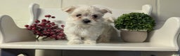 Maltese dogs for sale: Bridget - Ad 4