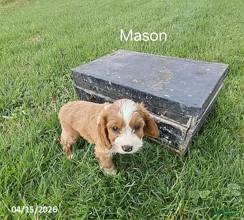 Cavapoo dogs Mason - Ad 2