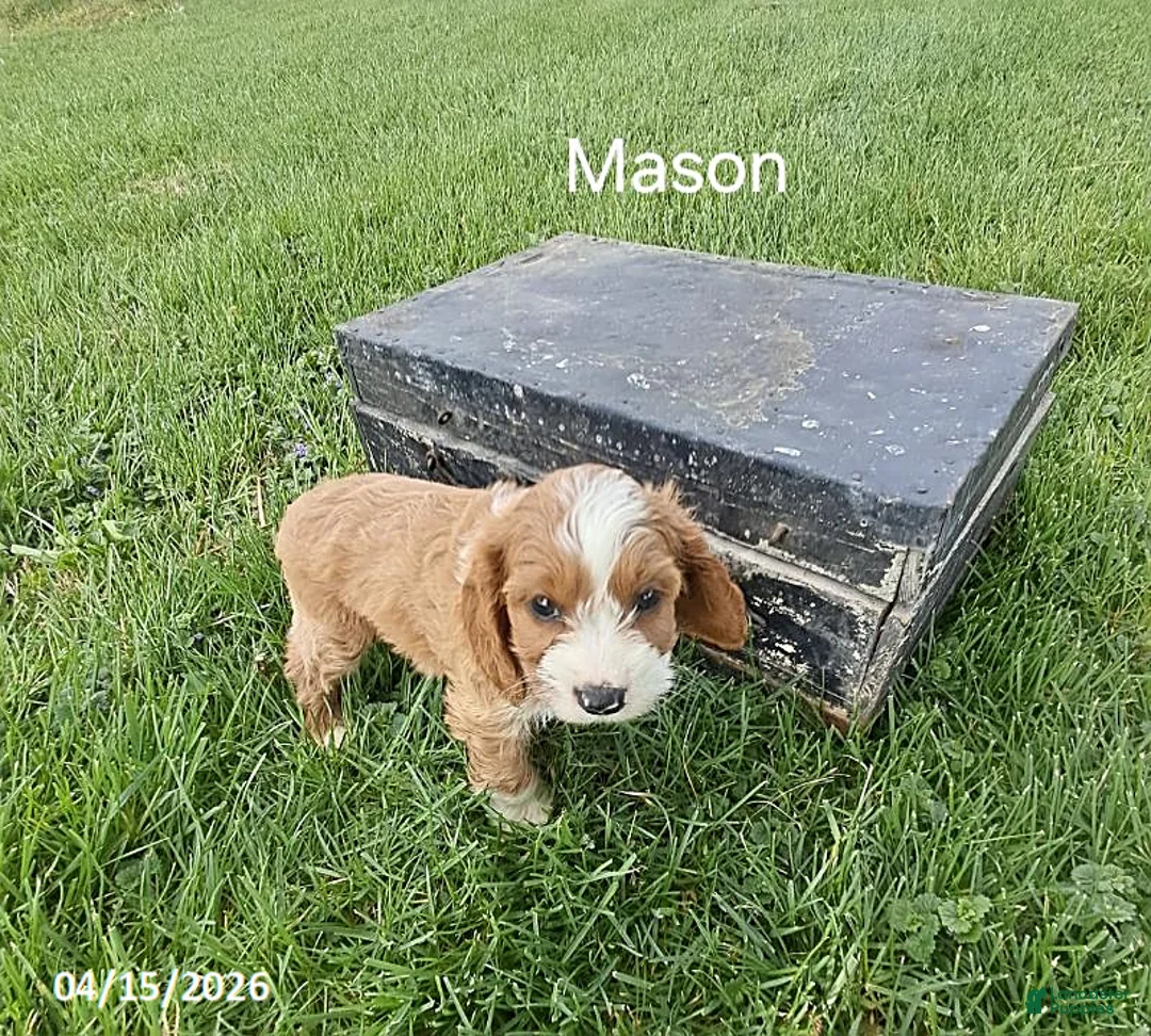 Cavapoo dogs for sale: Mason - Ad 2