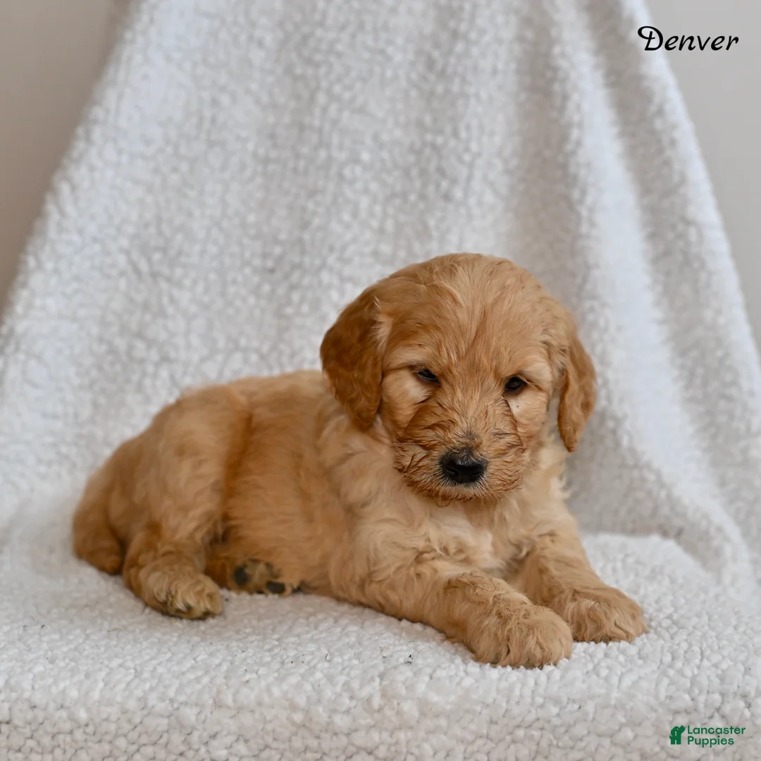 Goldendoodle dogs for sale: Denver - Ad 5
