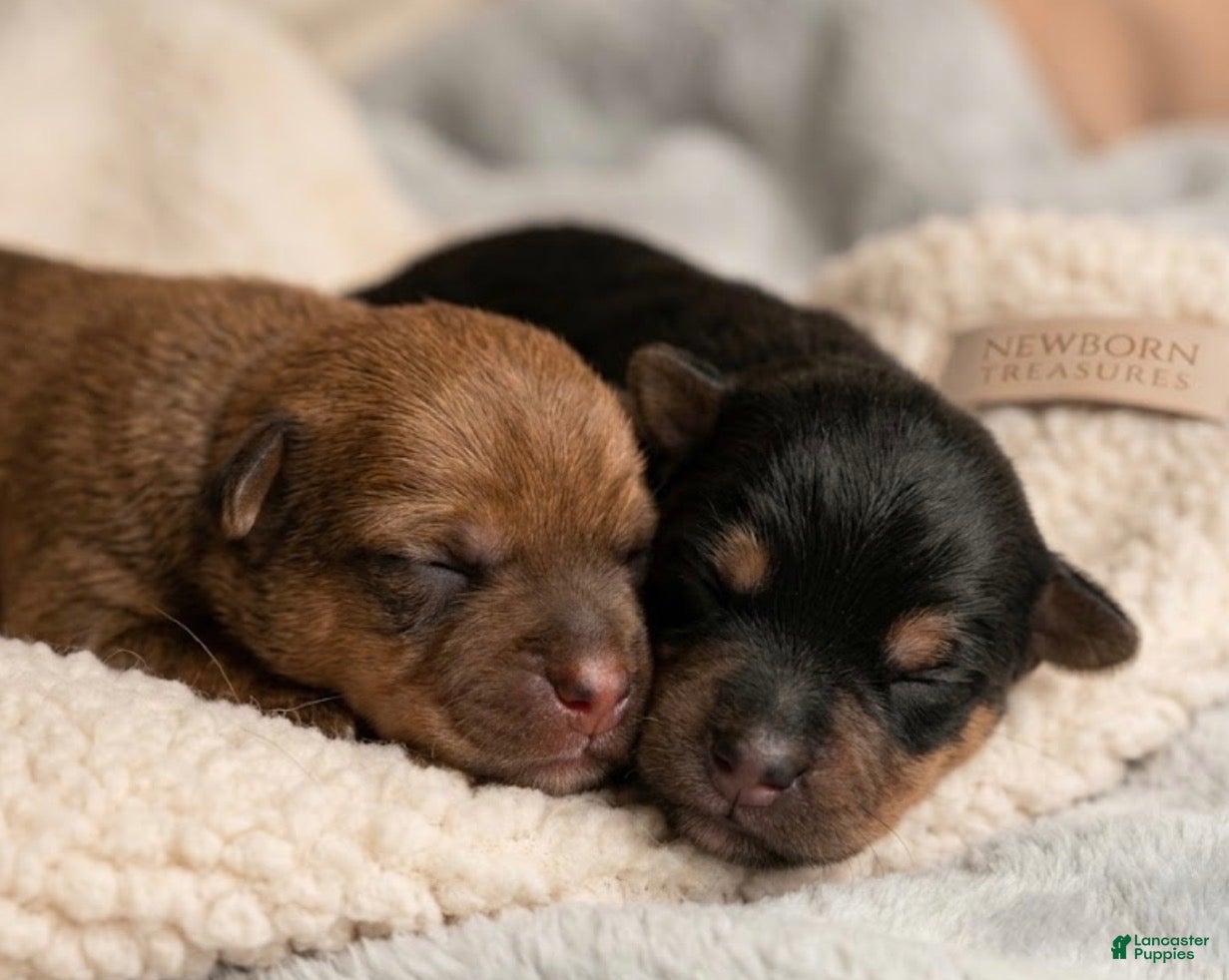 Yorkshire Terrier dogs Benny - Ad 40