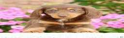 Miniature Dachshund dogs for sale: Dawna - Ad 10