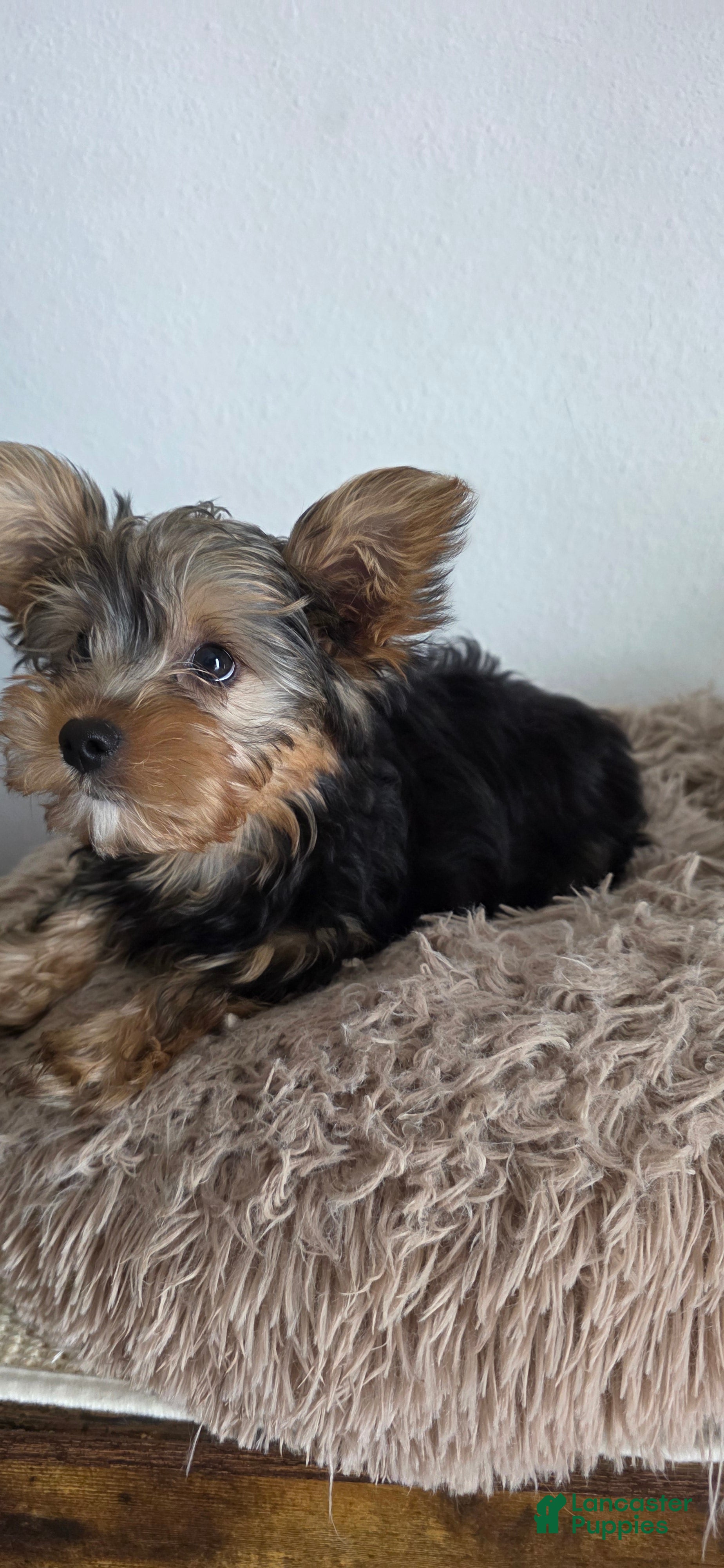 Yorkshire Terrier dogs Jimmy - Ad 2