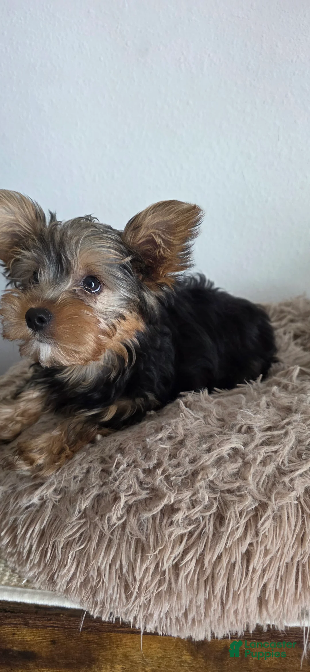 Yorkshire Terrier dogs for sale: Jimmy - Ad 2