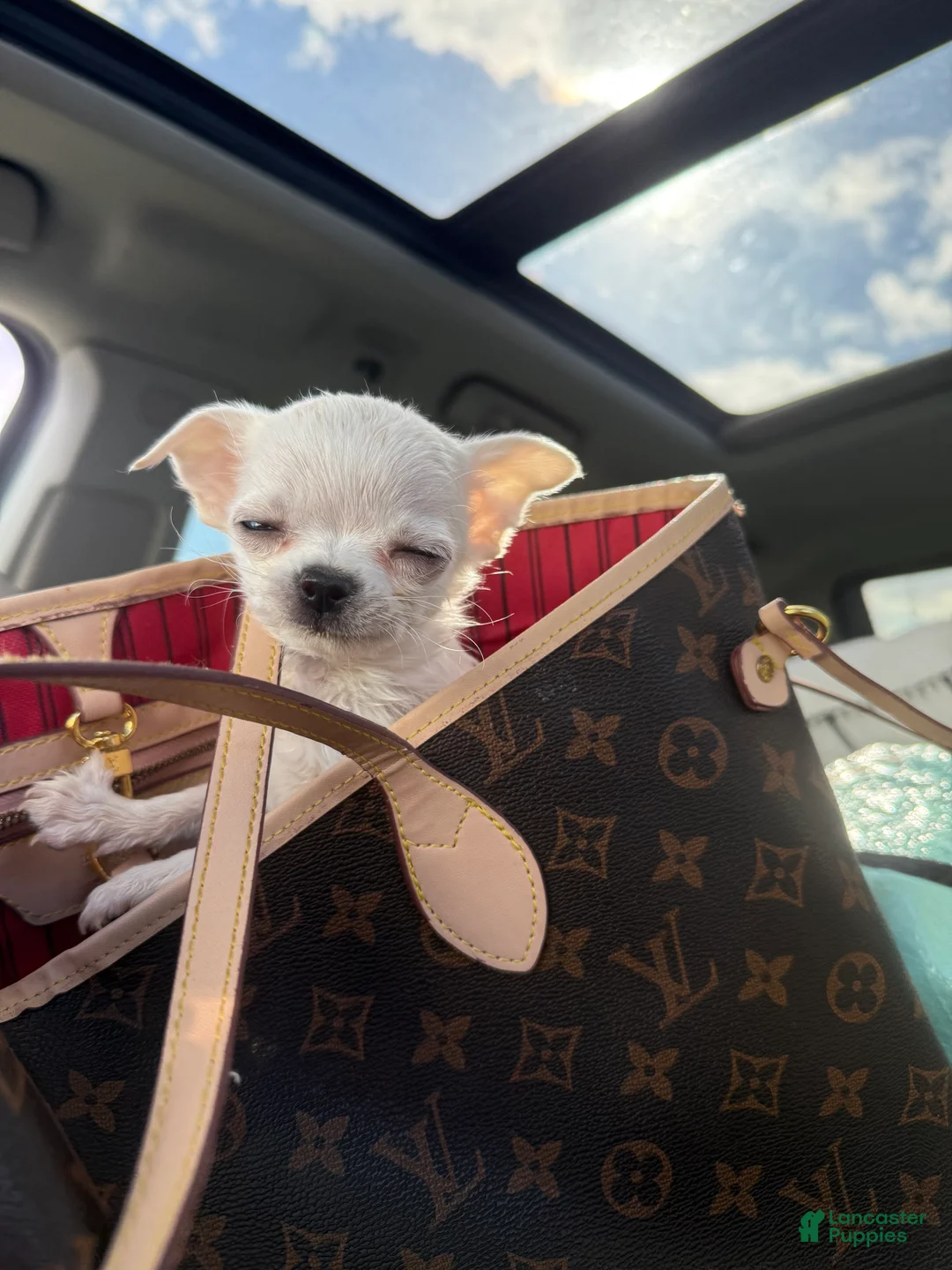 Chihuahua dogs for sale:  Puppy 1 - Ad 1