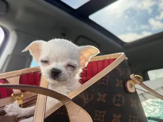 Chihuahua dogs Puppy 1 - Ad 42