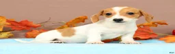 Miniature Dachshund dogs for sale: Almond - Ad 3