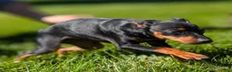 Miniature Pinscher dogs for sale: Flash - Ad 6