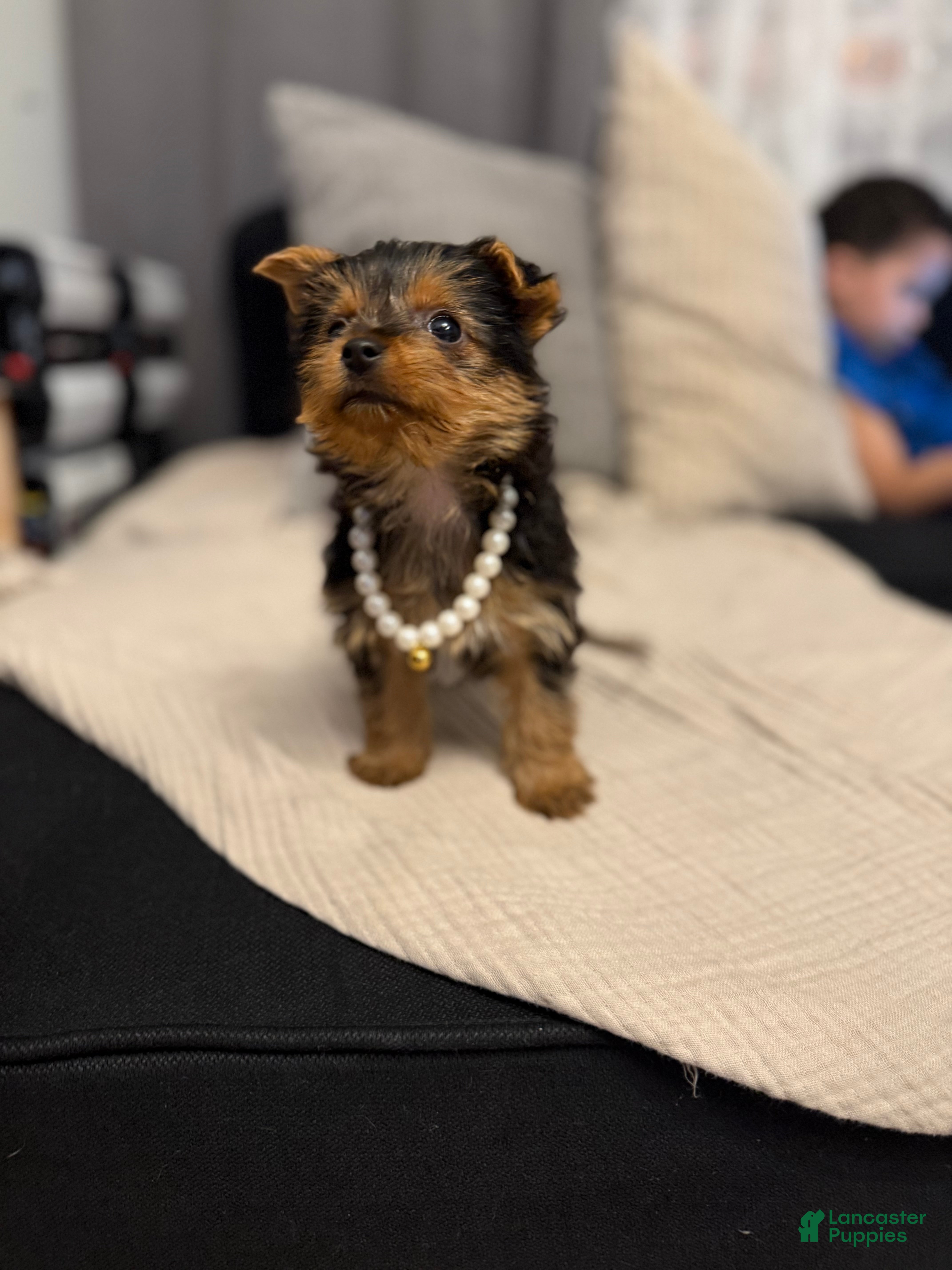 Yorkshire Terrier dogs Female Yorkie 5lbs full grown  - Ad 2